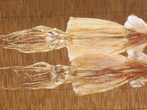 Hung dried squid
